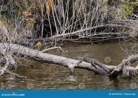 Alligator On Log In Florida Swamp Stock Photo - Image: 40195703