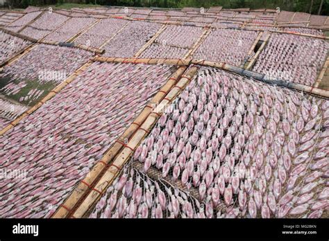 Dried squid farm on net , wide shot Stock Photo - Alamy