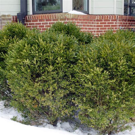 Winter Gem Boxwood Shrubs for Sale at Arbor Day's Online Tree Nursery - Arbor Day Foundation