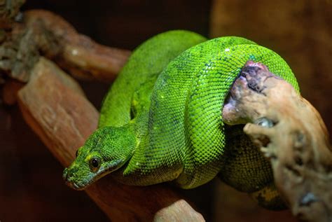 Boomslang Snake Bite - Animals Around The Globe