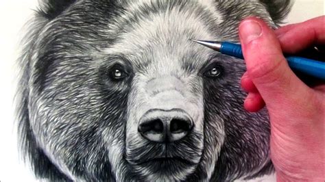 How to Draw a Bear - YouTube
