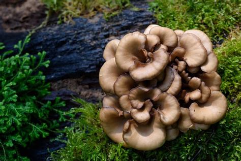 Hen of the Woods Mushrooms: A Complete Guide - A-Z Animals