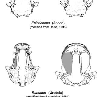 (PDF) The phylogeny of amphibian metamorphosis