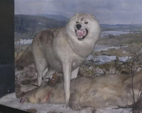 Tundra wolf - Facts, Diet, Habitat & Pictures on Animalia.bio