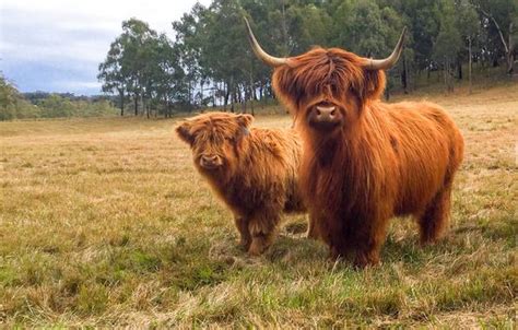 Miniature Highland Cows