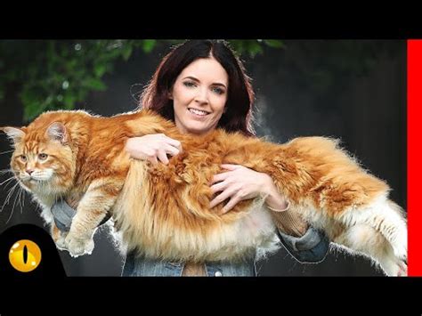 TOP 10 BIGGEST CAT BREEDS - YouTube