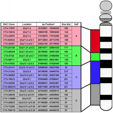 Chromosome 22 ideogram. Chromosome 22 ideogram showing the size and ...