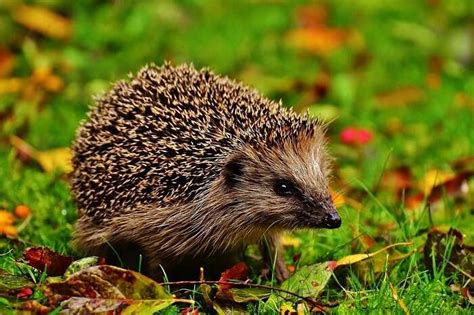 Wildlife In Switzerland: Explore The Wild Side Of The Country!