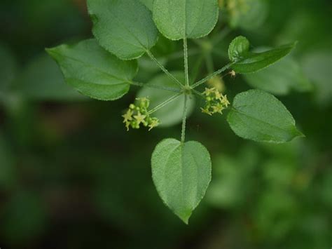 Manjishta (Telugu: మంజిష్ఠ) | Rubiaceae (madder, bedstraw, o… | Flickr