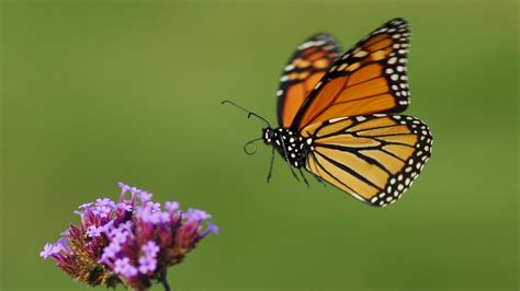 Monarch Butterfly Populations at Risk, But There’s an Easy Way to Help | NOVA | PBS