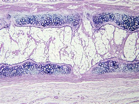 histology human tissue with microscope from laboratory 27222643 Stock Photo at Vecteezy