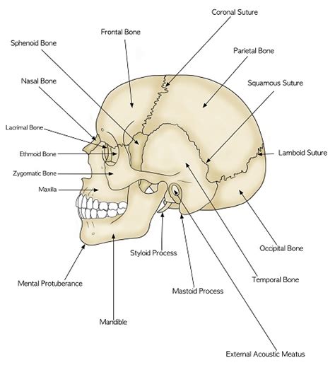 Anatomy of the Human Head - Bones, Brain, Sensory Organs