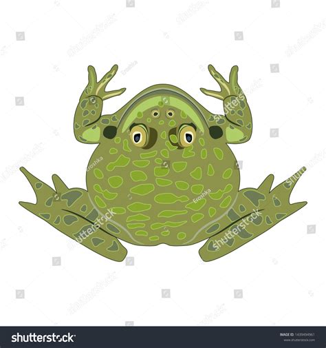 Isolated Vector Illustration Top View Frog Stock Vector (Royalty Free) 1439494961 | Shutterstock