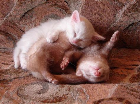 sleeping-ferret | Baby Animal Zoo