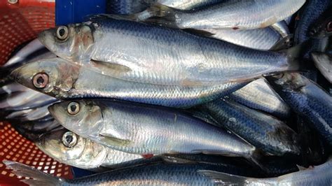 Herring could actually benefit from ocean acidification - Ars Technica