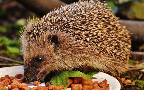 Wallpaper Hedgehog eating food 3840x2160 UHD 4K Picture, Image