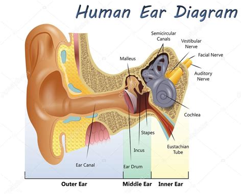 Human Ear Diagram — Stock Vector © pablofdezr1984 #77640006