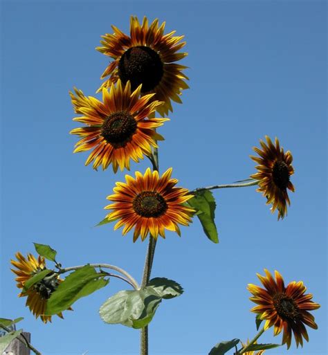 Sunflowers