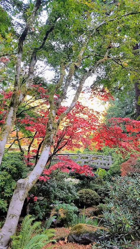 Fall at the Portland Japanese Garden - Pechluck's Food Adventures