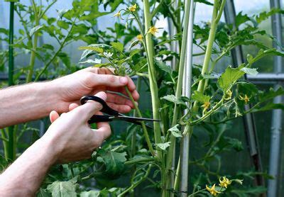 Cutting Leaves On Tomatoes: Learn About Cutting Back Tomato Plants