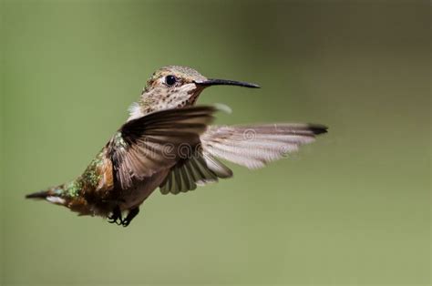 Little Rufous Hummingbird Hovering in Flight Deep in the Forest Stock ...