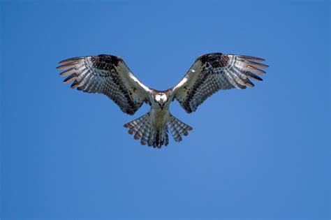 The Powerful Symbolism of the Hawk in Native American Culture | Feathered Realm