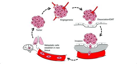 Pathophysiology Of Cancer Diagram