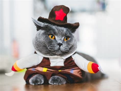 15 Purrfect Halloween Costumes for Your Cat