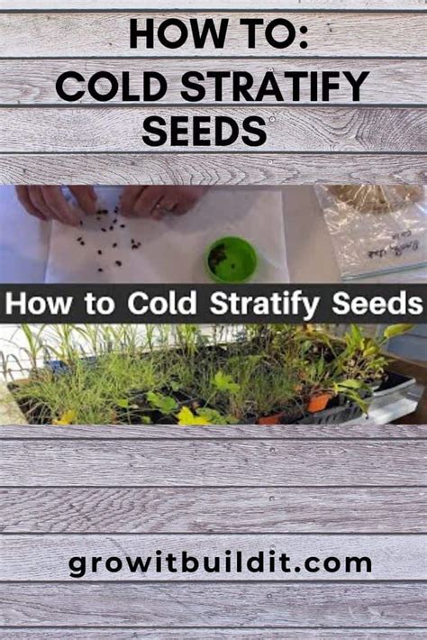 How to Stratify Seeds, An Illustrated Guide – GrowIt BuildIT