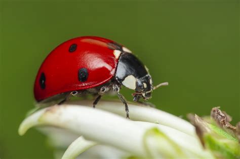 What Is The Purpose Of A Ladybug?