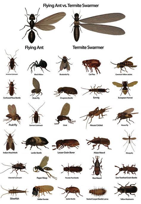 Types Of Bugs In Ohio