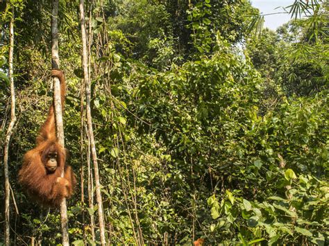 Sumatra and Borneo | Animals, People and Threats | WWF