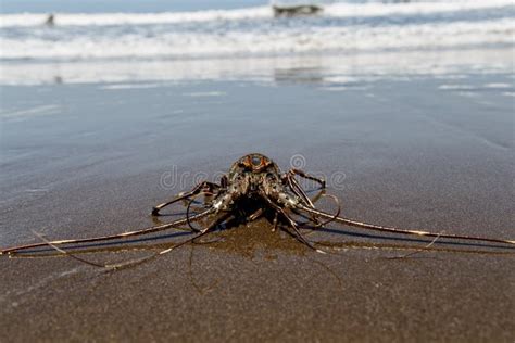 Caribbean Spiny Lobster In Natural Habitat Stock Image - Image of ocean ...