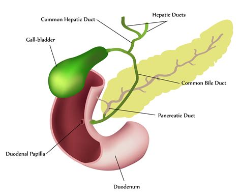 Pancreas Disease : GiCare.com