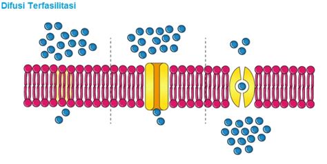 Difusi Terfasilitasi – Materi.Co.ID