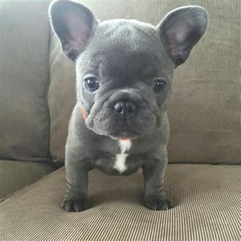 baby french bulldog grey - In The Big Personal Website Bildergalerie