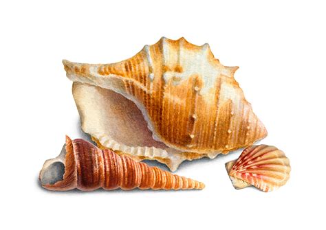 Watercolor seashells on Behance