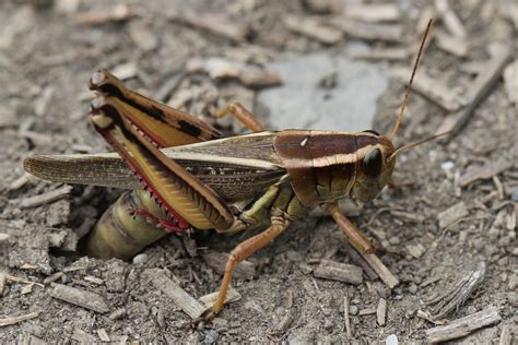 Thoughts and things: Grasshopper laying eggs