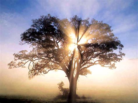 oak tree | betterthansurviving