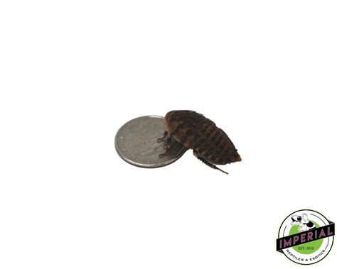 XL Discoid Roaches To-Go For Sale - Imperial Reptiles – IMPERIAL REPTILES & EXOTICS