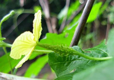 PHILIPPINE HERBAL PLANTS AND THEIR USES: AMPALAYA