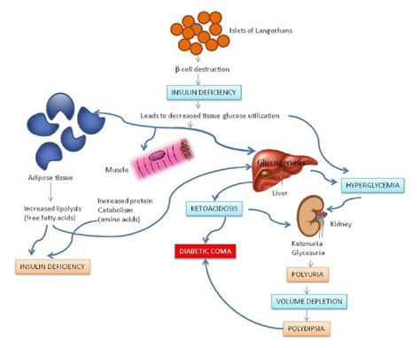 Pathophysiology Of Type 1 Diabetes Mellitus Diagram - DiabetesWalls