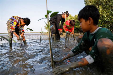 Indonesia mangrove restoration engages coastal villagers - BusinessWorld Online