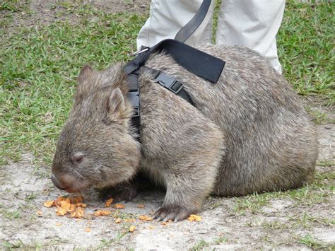 Wombat on leash » Australia Zoo Gallery | Australia animals, Wombat, Cute animals