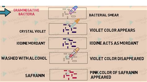 STAINING Principle, Reagents, Procedure, Steps, Results Interpretation of gram staining and acid ...