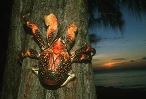 17 Captivating Coconut Crab Facts