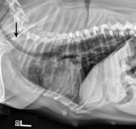 Brachycephalic Obstructive Airway Syndrome | Clinician's Brief