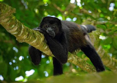 Mammals In The Amazon Rainforest - Pets Lovers