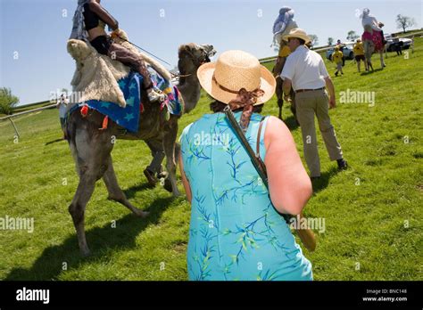 Camels and their jockey make their way to the race start Stock Photo ...