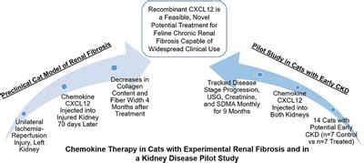 Frontiers | Chemokine Therapy in Cats With Experimental Renal Fibrosis and in a Kidney Disease ...